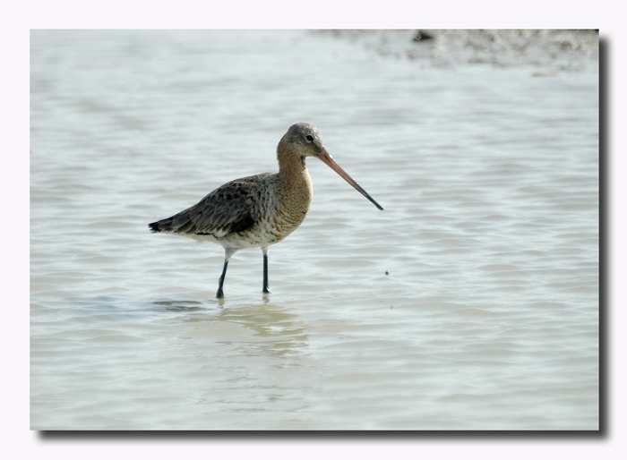 Pittima reale - Limosa limosa